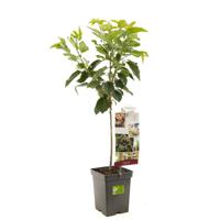 Kersenboom Prunus avium Sunburst 90 cm - thumbnail