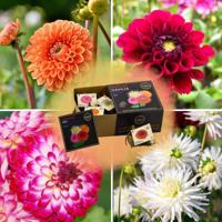 Flowerbulbs Amsterdam - Luxe Box Medium, set van 4 Dutch dahlia's, 2 boxen voor ruim 1 m²