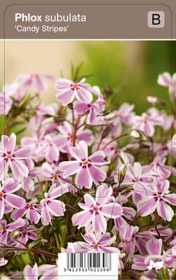 Vips Phlox subulata Candy Stripes - Kruipphlox
