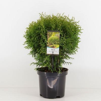 Thuja occidentalis little giant - Warentuin natuurlijk