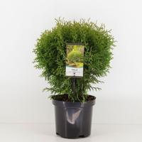 Thuja occidentalis little giant - Warentuin natuurlijk