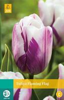 Tulipa Flaming Flag 8 bollen - Jub