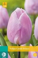 Tulipa Candy Prince - Jub