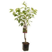 Kersenboom Prunus d. Sunburst cm - thumbnail