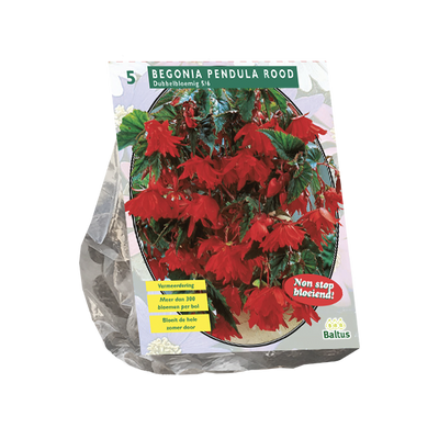 Begonia