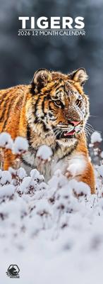 Tijger Slimline Kalender 2026