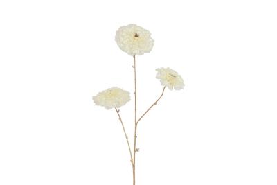 Countryfield calendula vivaldi 78 cm creme