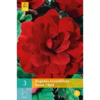 3 Begonia Grandiflora Rood