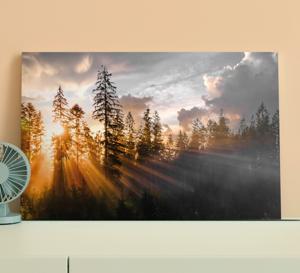 Canvas natuur landschap Bos met mist en zon
