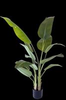 Kunstplant Strelitzia 200cm