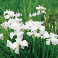 Japanse Iris / Iris kaempferi White