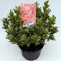 Rododendron (Rhododendron Japonica "Silver Sword") heester - 30-35 cm - 1 stuks - thumbnail