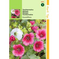 Hortitops - 2 stuks Malope Trifida Grandiflora Gemengd