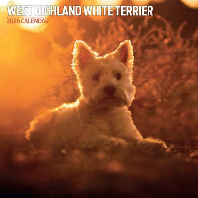 West Highland White Terrier Kalender 2026