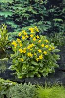 Maskerbloem / Mimulus Luteus