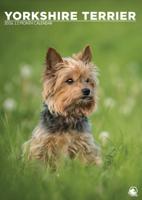 Yorkshire Terrier A3 Kalender 2026