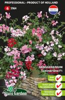 Hanggeranium Summertime F1 zaden