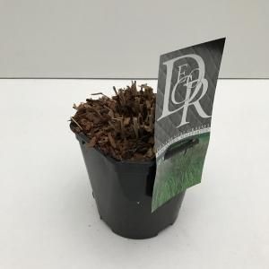 Prachtriet (Miscanthus sinensis "Malepartus") siergras - In 2 liter pot - 1 stuks