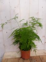 Asparagus Sierasperge zeer fijn blad kamerplant Warentuin Natuurlijk - Warentuin natuurlijk