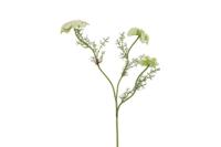Decostar zijdebloem Ammi 73 cm wit
