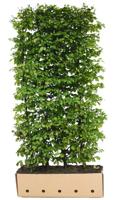 Carpinus betulus Fastigiata - Quickhedge