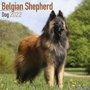 Kalender 2025 Belgische herder