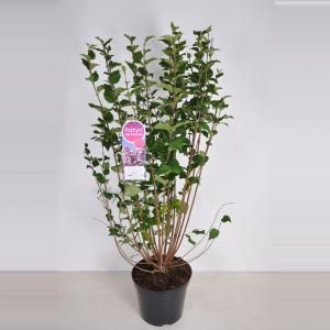 Dwergsering (syringa "Josee") - 90-120 cm - 1 stuks