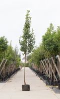 Sierpeer Pyrus call. Chanticleer h 450 cm st. omtrek 16 cm - Warentuin Natuurlijk - thumbnail