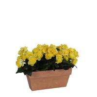 Mica Decorations begonia geel in balkonbak slate terra - 29x13x25 - thumbnail