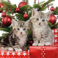 Ambiente Kerstservetten - 20x - kittens - 33 x 33 cm - rood - 3 laags - thumbnail