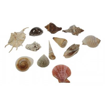 Grote decoratie schelpen 24x stuks