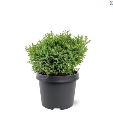 Chamaecyparis obtusa Saffron Spray 25-30 cm Conifeer - Warentuin natuurlijk