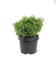 Chamaecyparis obtusa Saffron Spray 25-30 cm Conifeer - Warentuin natuurlijk
