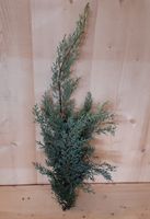 Kerstgroen blauwe conifeer Warentuin Natuurlijk - Warentuin natuurlijk