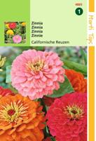 HT Zinnia Californische Reuzen gemengd - Hortitops