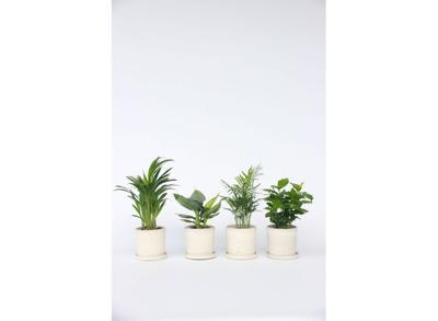 Mix van 4 Trendy Kamerplanten