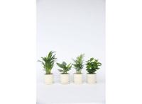 Mix van 4 Trendy Kamerplanten