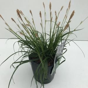 Zegge (Carex oshimensis "Everlime") siergras - In 2 liter pot - 1 stuks