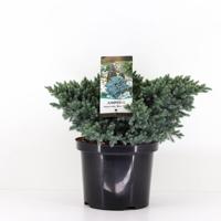 Juniperus squamata blue star 30 cm - Warentuin natuurlijk