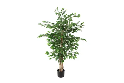 Ficus benjamina S groen