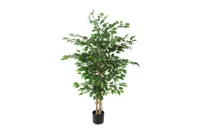 Ficus benjamina S groen