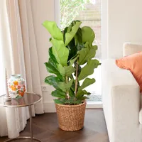 Ficus Lyrata struik - Vioolbladplant - P27 - thumbnail