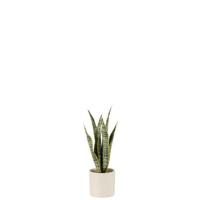 J-Line plant Sansevieria in pot - kunststof - groen - small