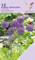 Allium Purple Sensation 12 bollen