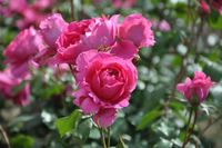 Roze Klimroos - thumbnail