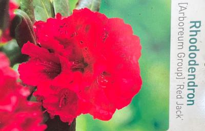 Rhododendron Red Jack - Warentuin natuurlijk