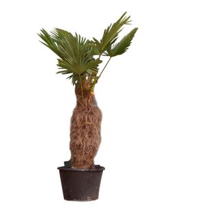 Wagner palm Trachycarpus wagnerianus h 110 cm st. h 45 cm - Warentuin Natuurlijk