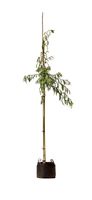 2 stuks! Treurwilg Salix sepulcralis Chrysocoma h 250 cm st. omtrek 8 cm st. h 170 cm boom - Warentuin Natuurlijk