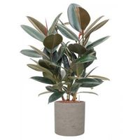 Plant in Pot Ficus Elastica Abidjan 90 cm kamerplant in Rough Grey Washed 25 cm bloempot - thumbnail