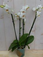 Vlinderorchidee phalaenopsis wit 4 takken kamerplant Warentuin Natuurlijk - Warentuin natuurlijk